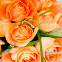 orange roses