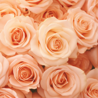 peach roses