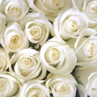 white roses