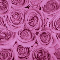 Lavender roses