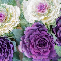 Ornamental kale