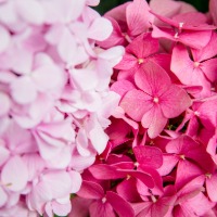 Hydrangeas-Pink