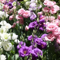 Lisianthus in white, purple and pink.