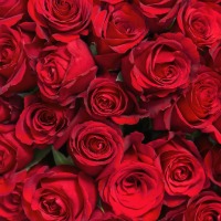 Red Roses