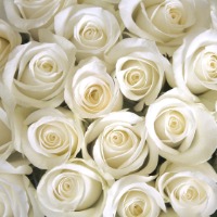 White Roses