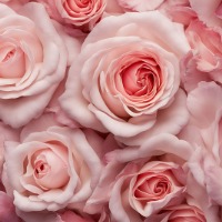 Pink Roses