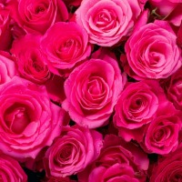 Hot Pink Roses