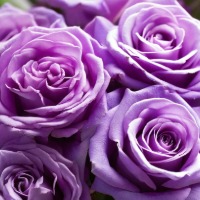 Lavender Roses