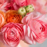 a focus image of Ranunculus