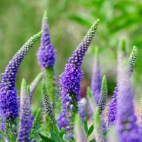 purple Veronica flowers in a field.