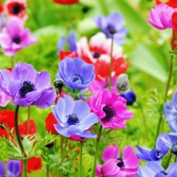 a mix of anemone flowers in a field