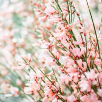 Pink Genista flowers.