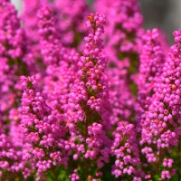 bright pink heather