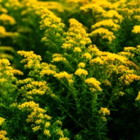 Yellow solidago